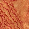 evaporate tangerine